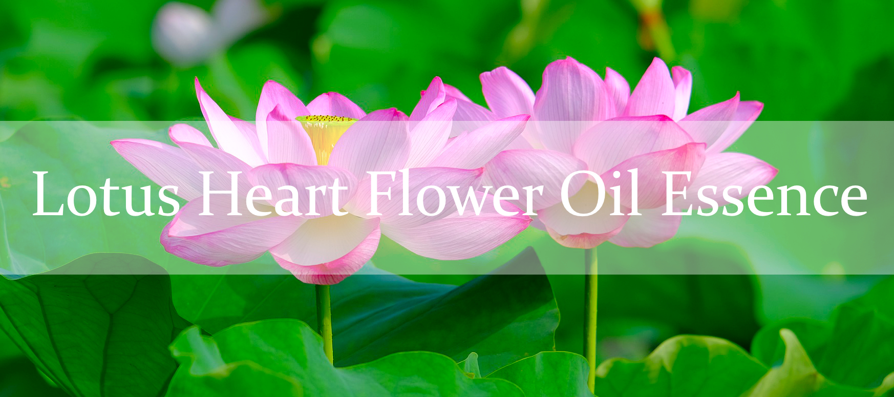 Slideshowbild Lotus Heart Flower Oil Essence